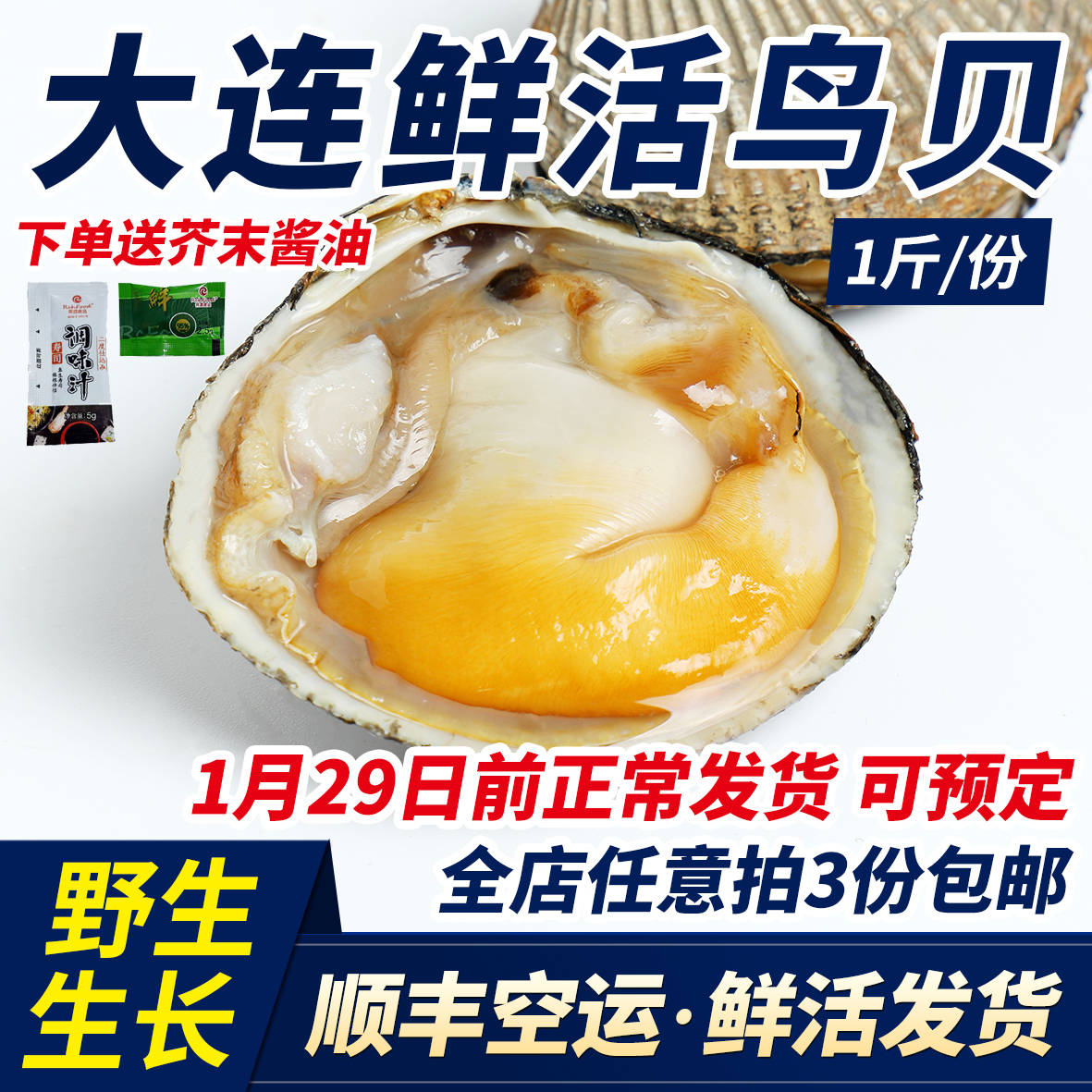 大连大鸟贝带壳活鲜发货