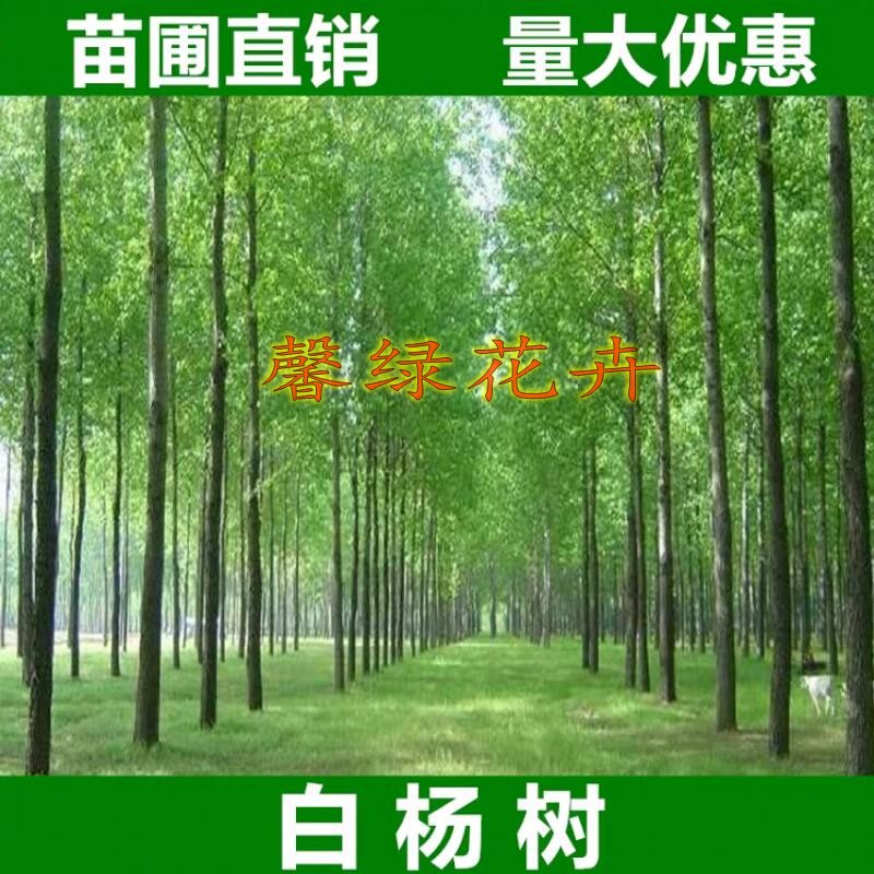 可开发票白杨树苗绿化造林无絮