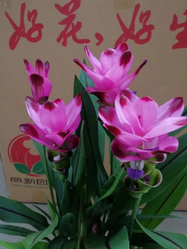 球根花卉植物价格 球根花卉植物图片 星期三