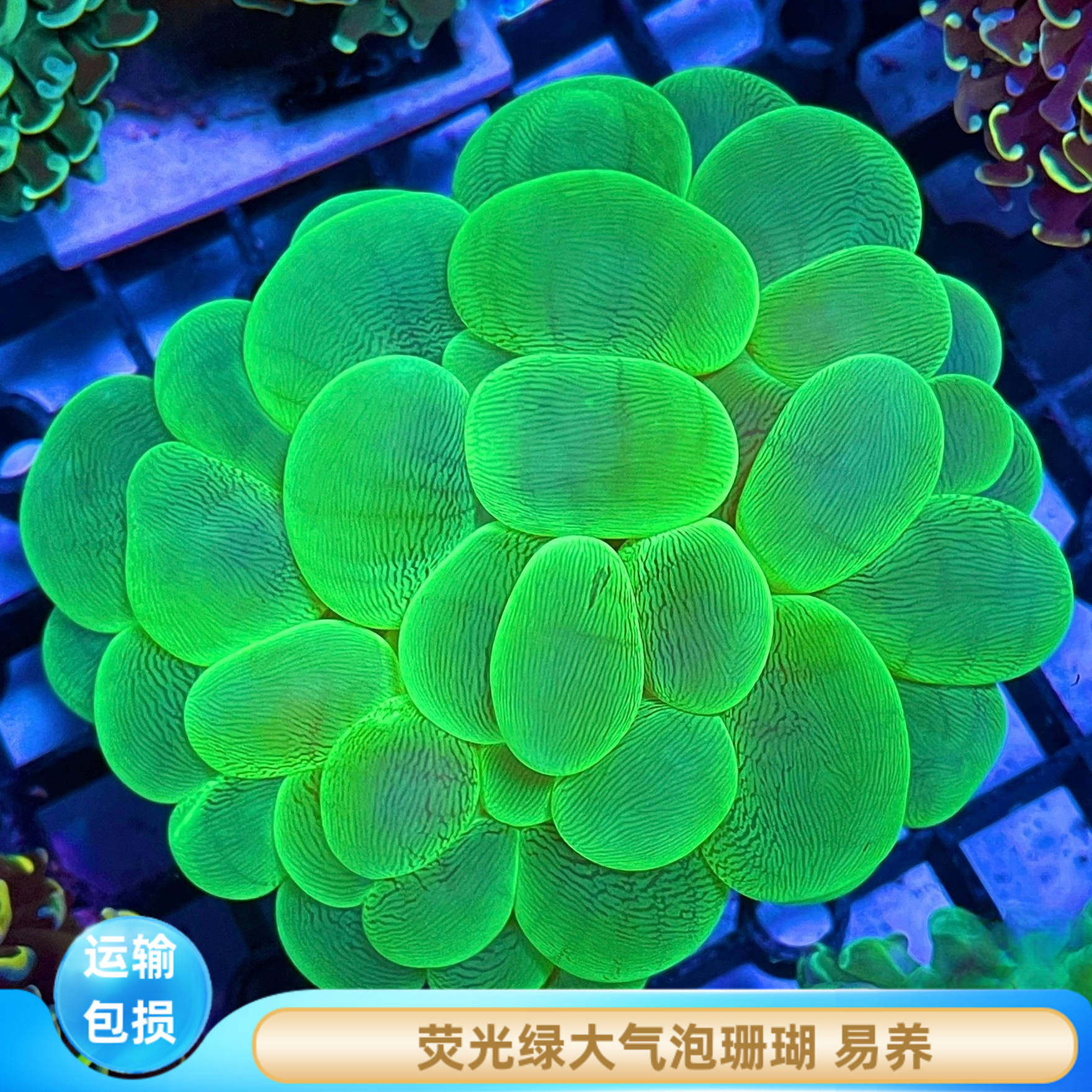 荧光绿气泡珊瑚海缸软体易养