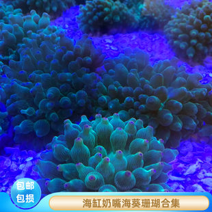 海葵珊瑚绿奶嘴荧光红奶嘴石葵地毯葵紫白葵小丑鱼共生葵海缸软体