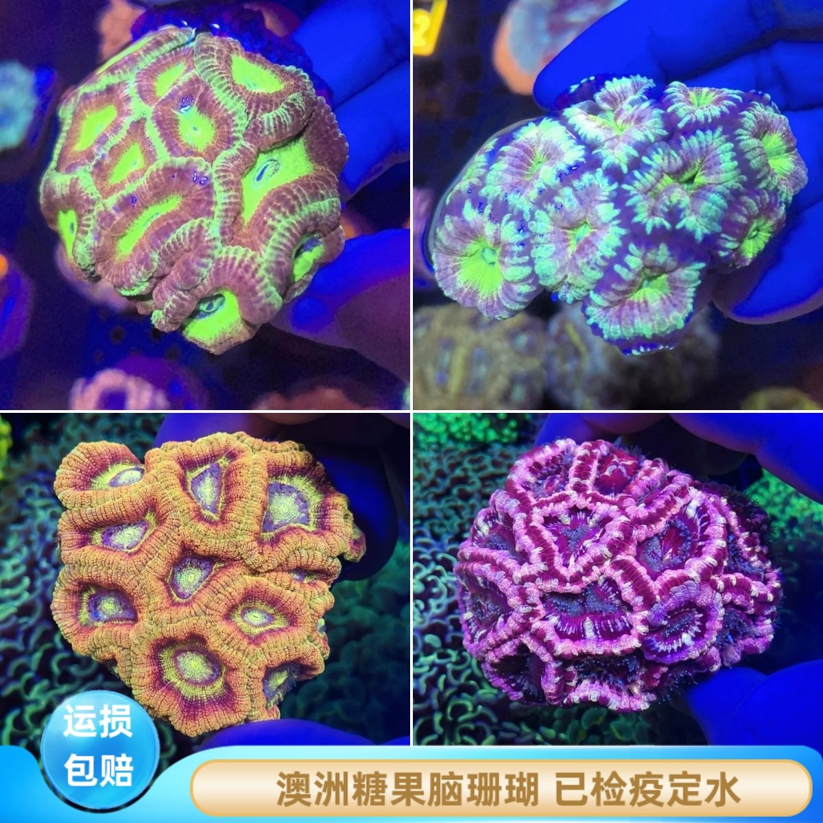澳洲糖果脑珊瑚海缸观赏幻彩拼盘