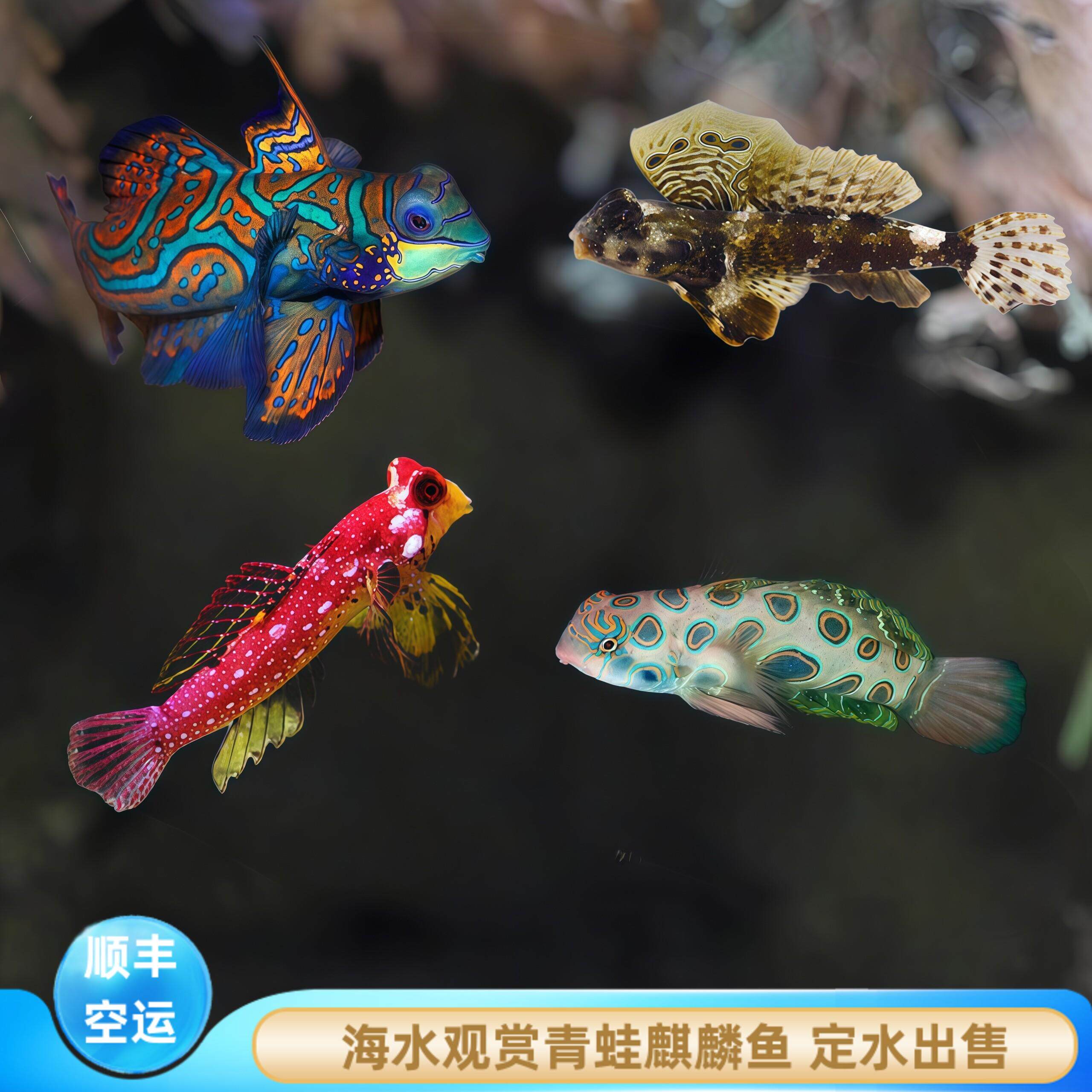 【厦门蕴海】青蛙鱼海水鱼观赏鱼五彩青蛙圆点青蛙火麒麟养定出售