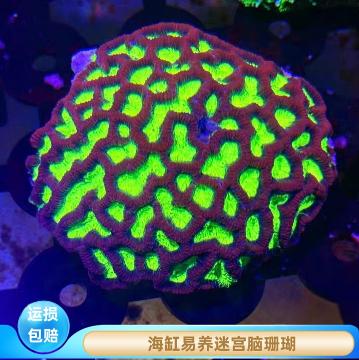 水族宠物造景荧光绿色招财