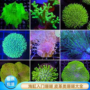 【厦门蕴海】海缸软体活体皮革珊瑚长须荧光易养海水缸新手入门