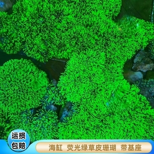 草皮珊瑚荧光绿北海长须LPS海缸易养软体造景带基座大块新手试水