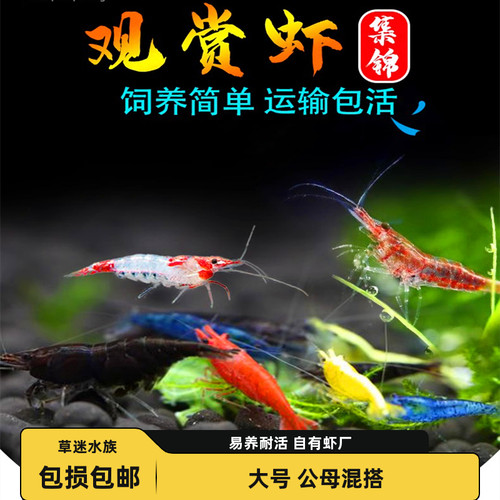 观赏虾淡水除藻工具樱花虾极火虾