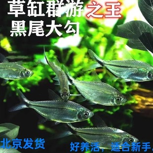 黑尾大勾热带鱼观赏鱼草缸群游鱼淡水红绿灯入门鱼南美缸灯鱼小型