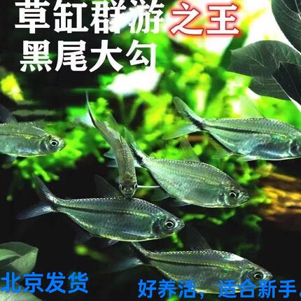 黑尾大勾热带鱼观赏鱼草缸群游鱼淡水红绿灯入门鱼南美缸灯鱼小型