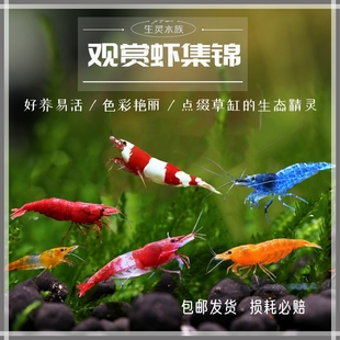 水晶虾宠物虾观赏虾活体工具虾除藻清缸虾极火虾红白黑水晶虾包活