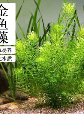 金鱼藻水草无菌正品增氧懒人净化水质鱼缸造景冷水金鱼藻新手好养