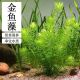 金鱼藻水草无菌正品 增氧懒人净化水质鱼缸造景冷水金鱼藻新手好养