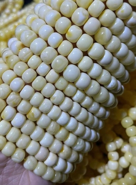 俄料虎皮纹白花蜜蜡手串纯手工老型桶珠文玩男女士手串链礼物白蜡