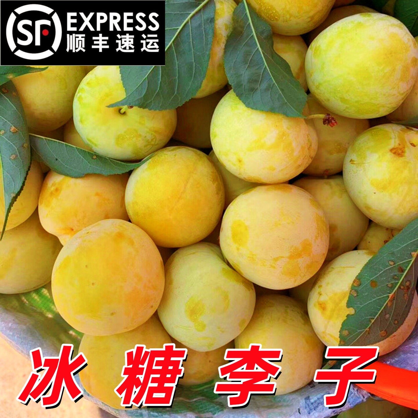 四川冰糖李子果蜂糖新鲜时令黄金桃花李蜂蜜应季当季特产水果整箱
