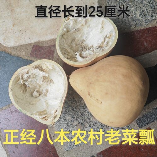 瓢葫芦菜瓢葫芦正经八本农村老菜瓢嫩时可食成干后可开瓢