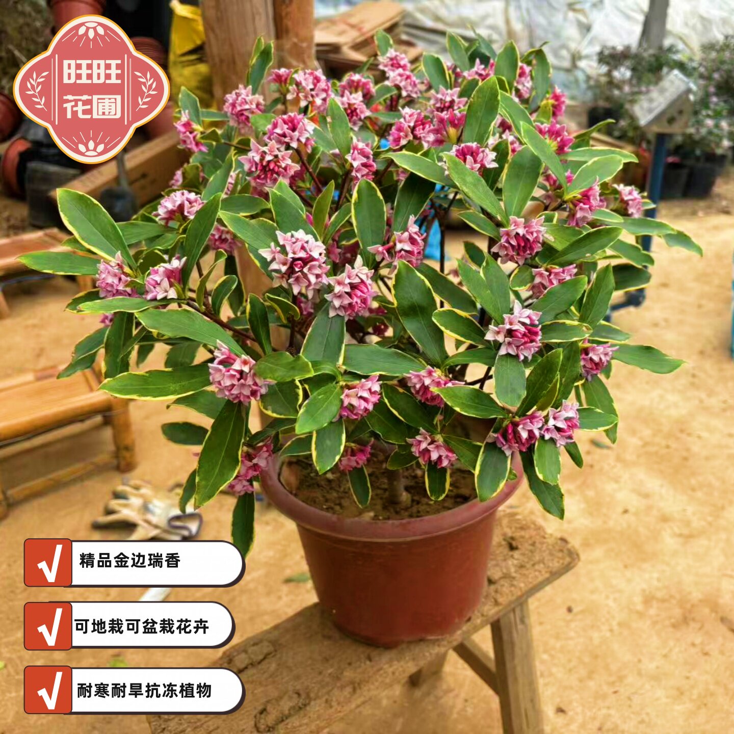 瑞香耐寒花卉观花植物室内带花浓香型冬天观花盆栽四季盆景绿植花