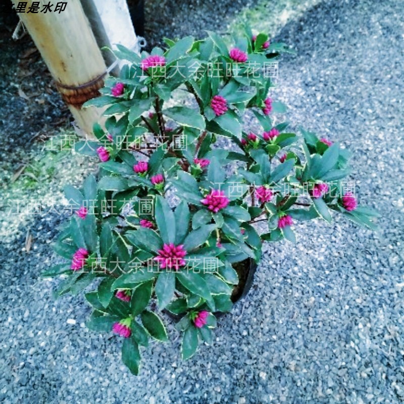 金边瑞香苗盆栽耐寒浓香型四季常青阳台懒人花好养