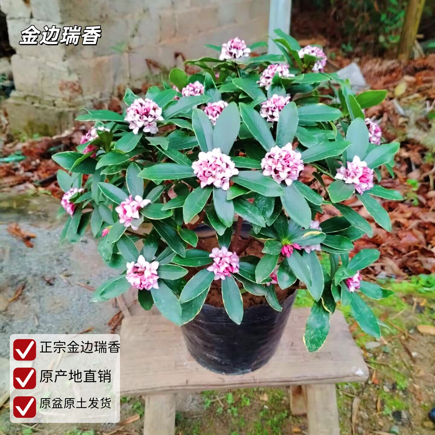 瑞香苗浓香型耐寒盆景绿植盆栽室内懒人花卉老桩客厅图片