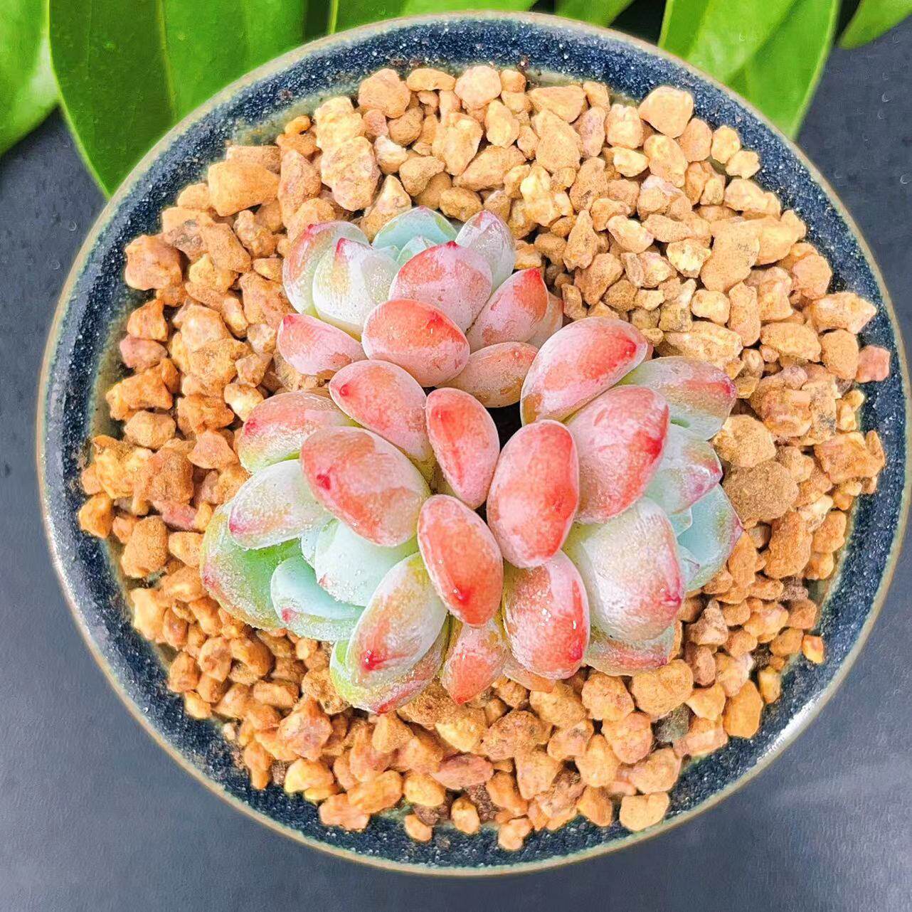 慢悠花房冷香精品多肉办公室阳台绿植园艺盆栽花卉庭院多肉植物