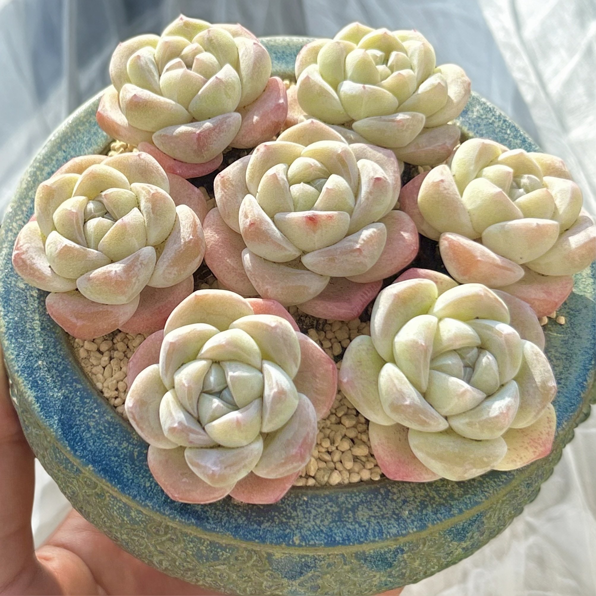 慢悠花房 冰玉组合  精品多肉办公室阳台绿植园艺盆栽花卉庭院多,鲜花速递/花卉仿真/绿植园艺,多肉植物,淘宝优惠券,粉丝福利购,淘宝优惠卷