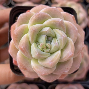 慢悠花房 超级樱花冰玉精品多肉绿植园艺盆栽多肉