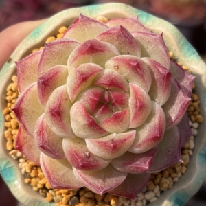 慢悠花房 樱桃蜜酥 多肉办公室阳台绿植园艺盆栽花卉庭院多肉植物