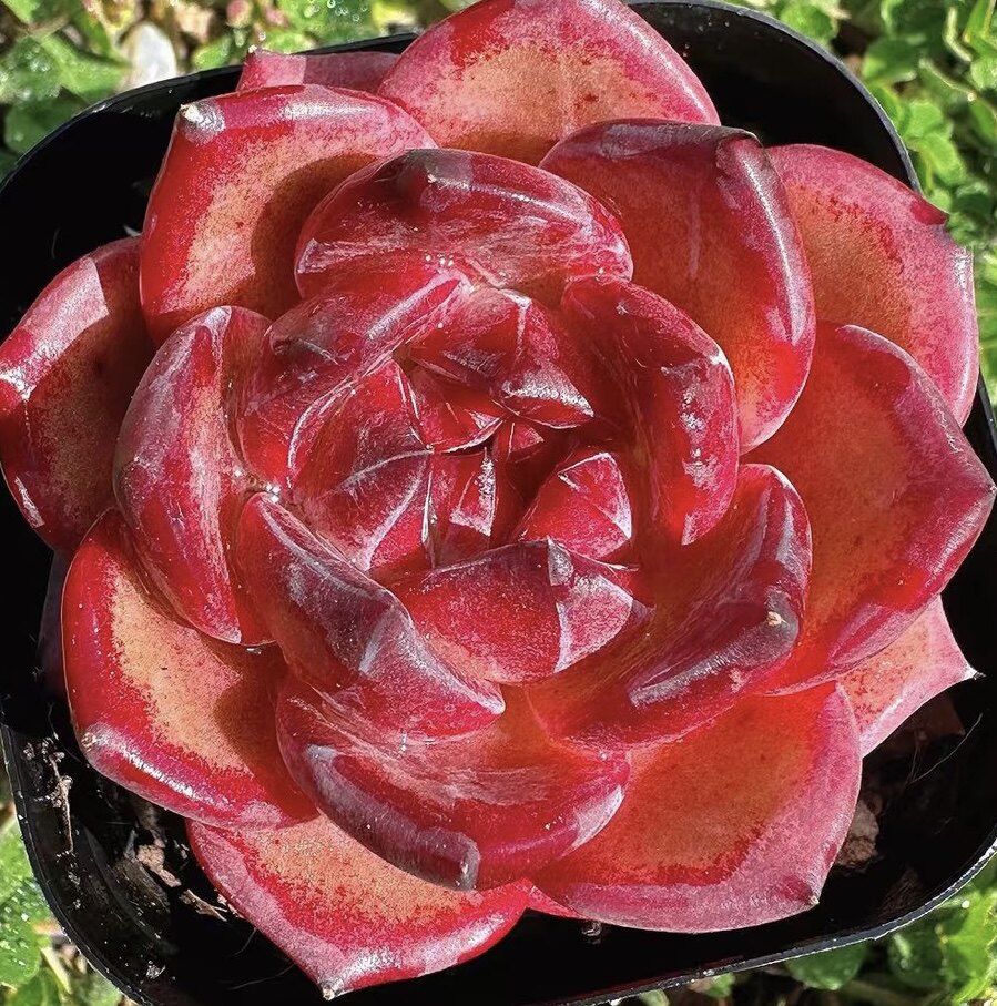 慢悠花房 夜魔侠 办公室阳台绿植园艺盆栽花卉庭院多肉 - 慢悠花房出品