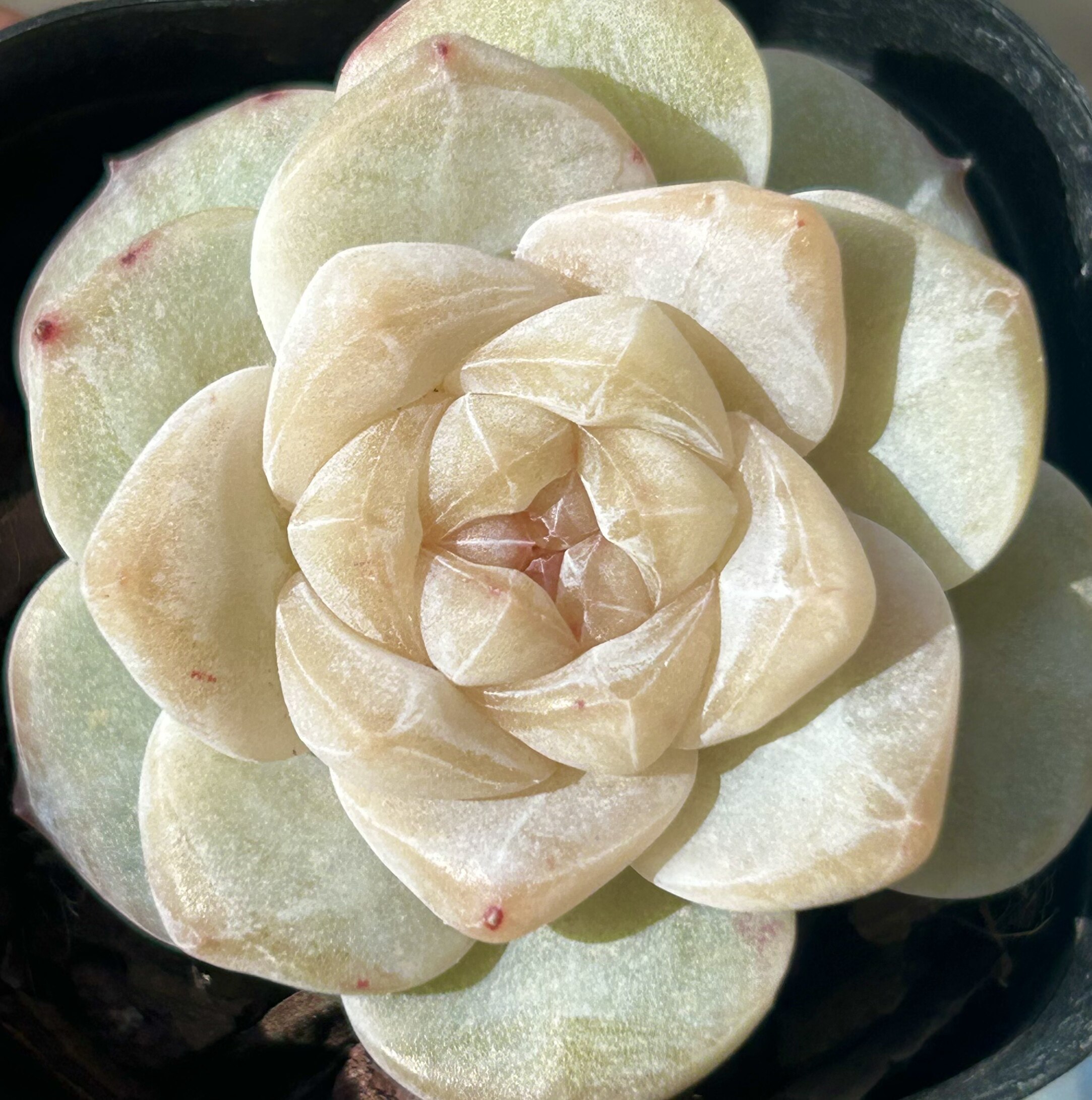 慢悠花房优选粉钻精品多肉办公室阳台绿植园艺盆栽花卉庭院多肉