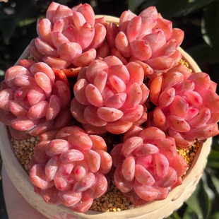 慢悠花房梦露小甜心精品景天阳台多肉植物肉肉盆栽