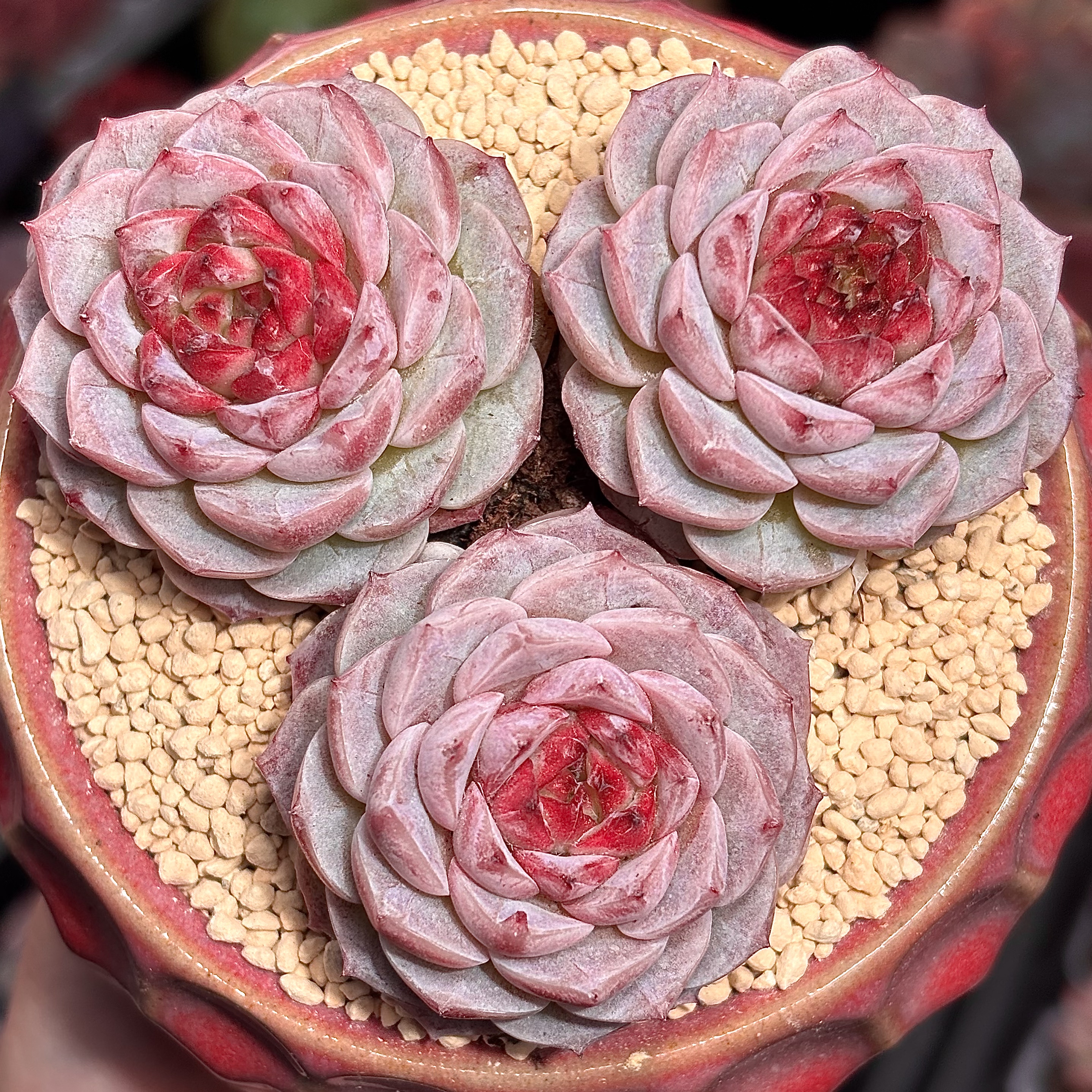 慢悠花房 天鹅绒 多肉办公室阳台绿植园艺盆栽花卉庭院多肉植物 - 慢悠花房出品