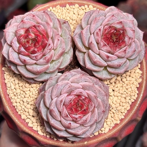 慢悠花房 天鹅绒 多肉办公室阳台绿植园艺盆栽花卉庭院多肉植物