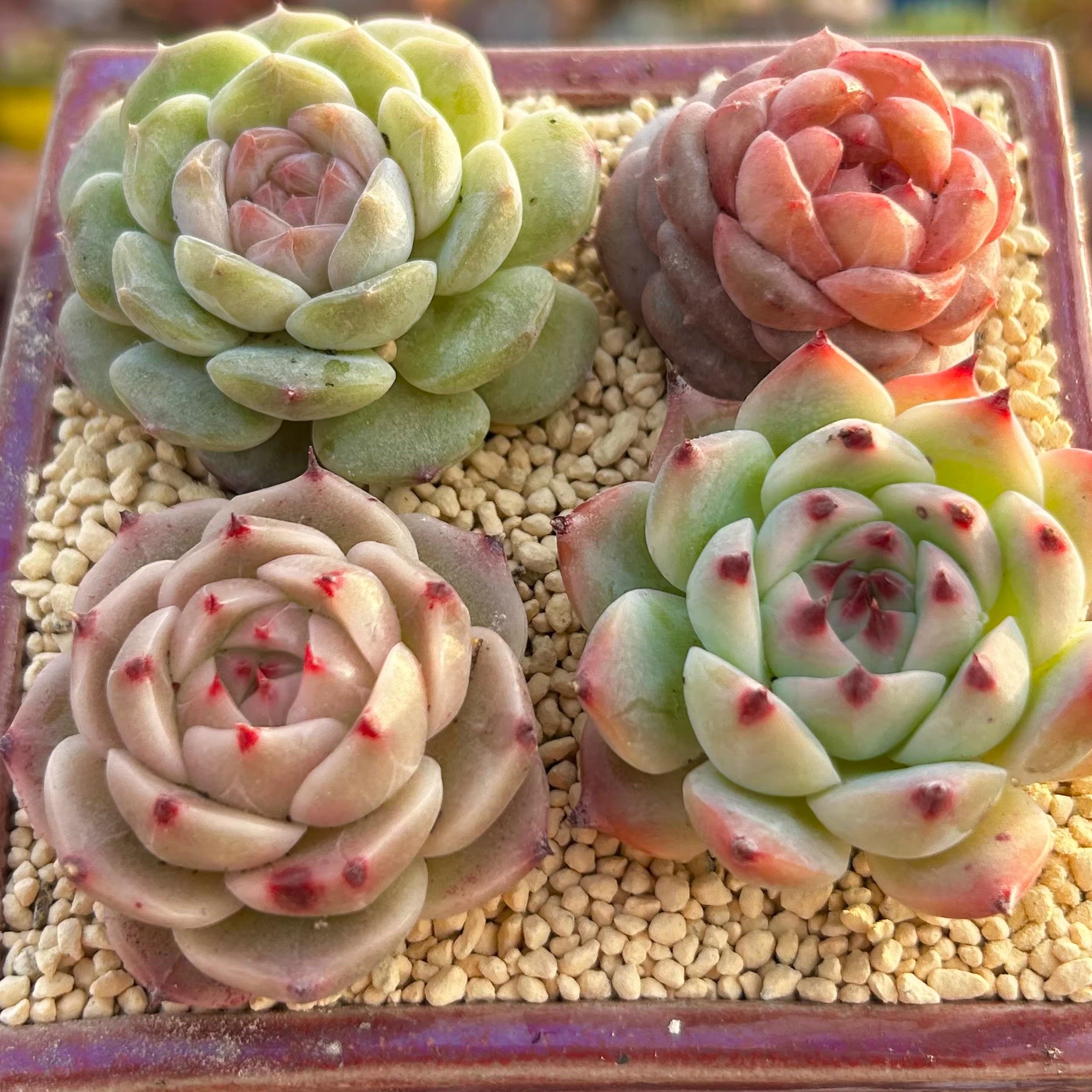 慢悠花房新手组合套餐精品多肉阳台绿植园艺盆栽花卉庭院多肉,鲜花速递/花卉仿真/绿植园艺,多肉植物,淘宝优惠券,粉丝福利购,淘宝优惠卷