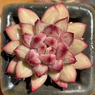 慢悠花房  香克斯美人小单头 精品景天阳台多肉植物肉肉盆栽