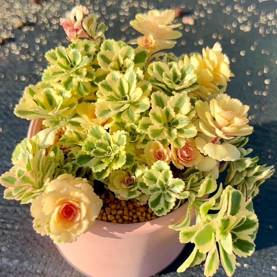 慢悠花房亚特兰蒂斯锦精品多肉绿植园艺盆栽花卉庭院多肉植物