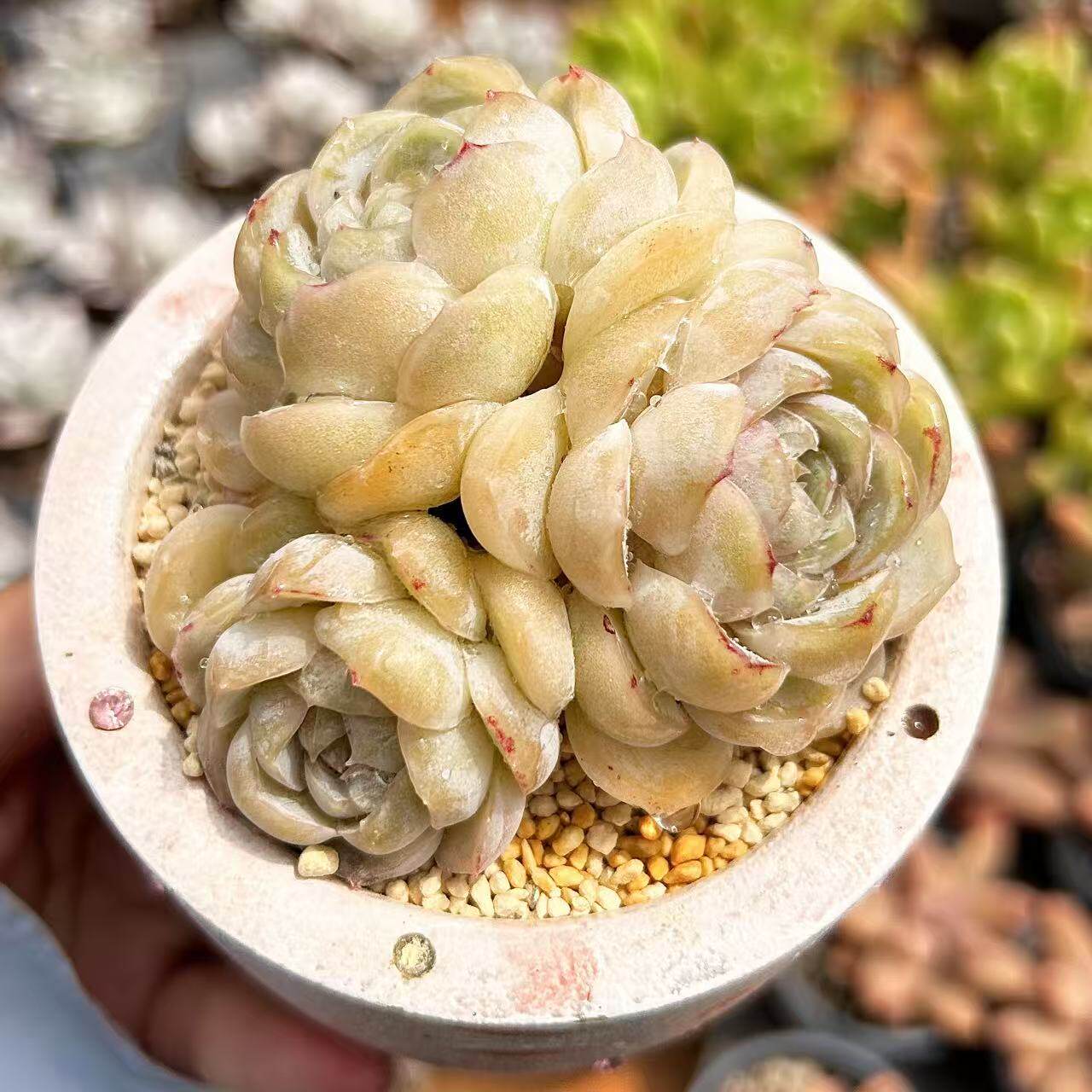慢悠花房  桃桃玛奇朵  精品多肉办公室阳台绿植园艺盆栽花卉庭院