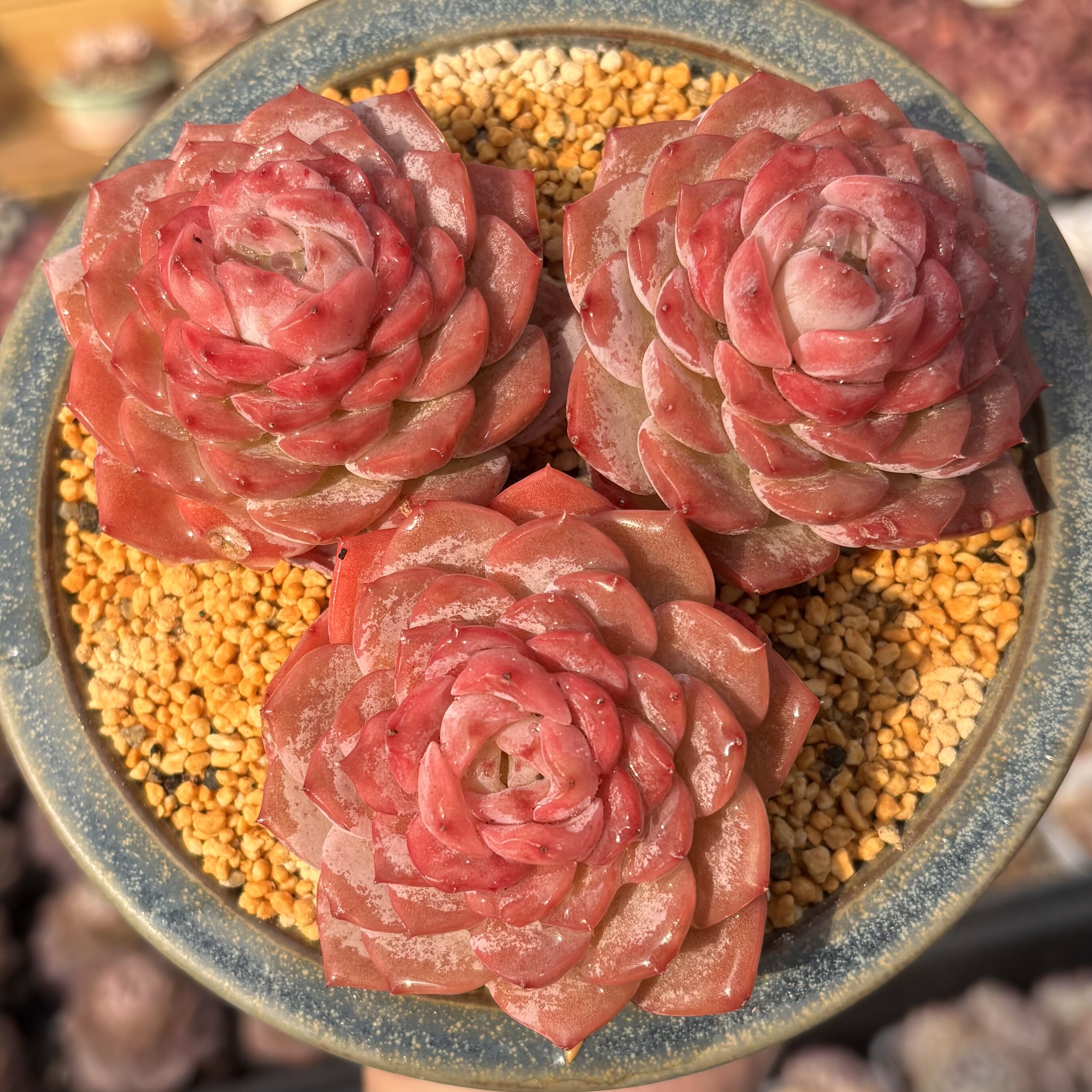 慢悠花房 糖心恩宠 精品多肉办公室阳台绿植园艺盆栽花卉庭院多肉 - 慢悠花房出品