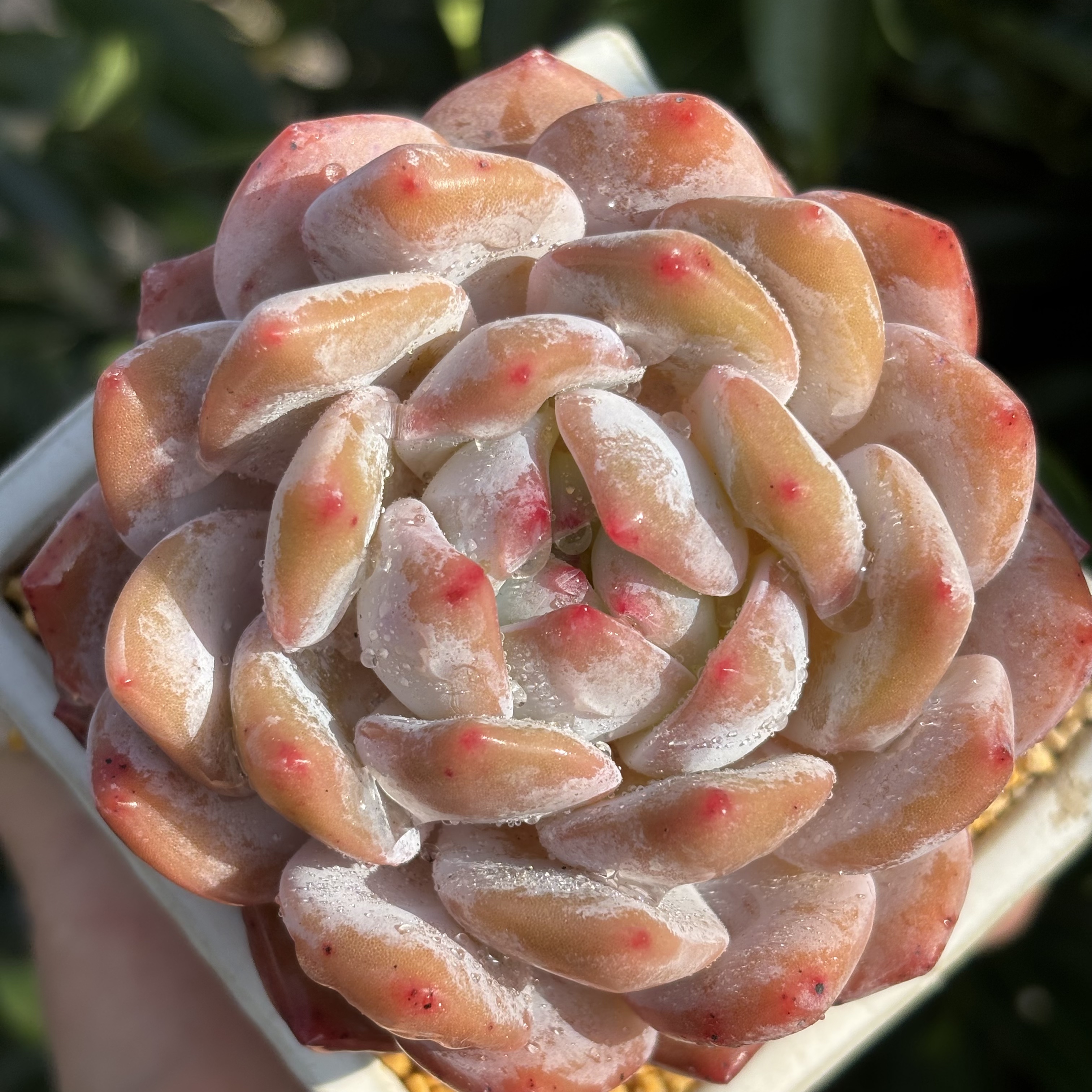 慢悠花房 橙梦露单头 办公室园艺绿植庭院多肉七夕鲜花