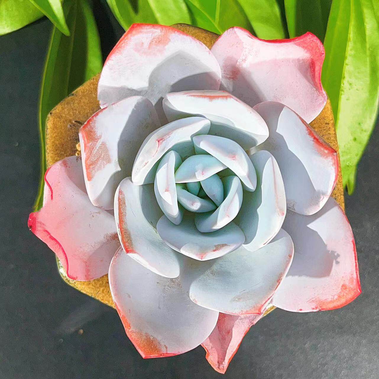 慢悠花房白莲精品多肉办公室阳台绿植园艺盆栽花卉庭院多肉植物