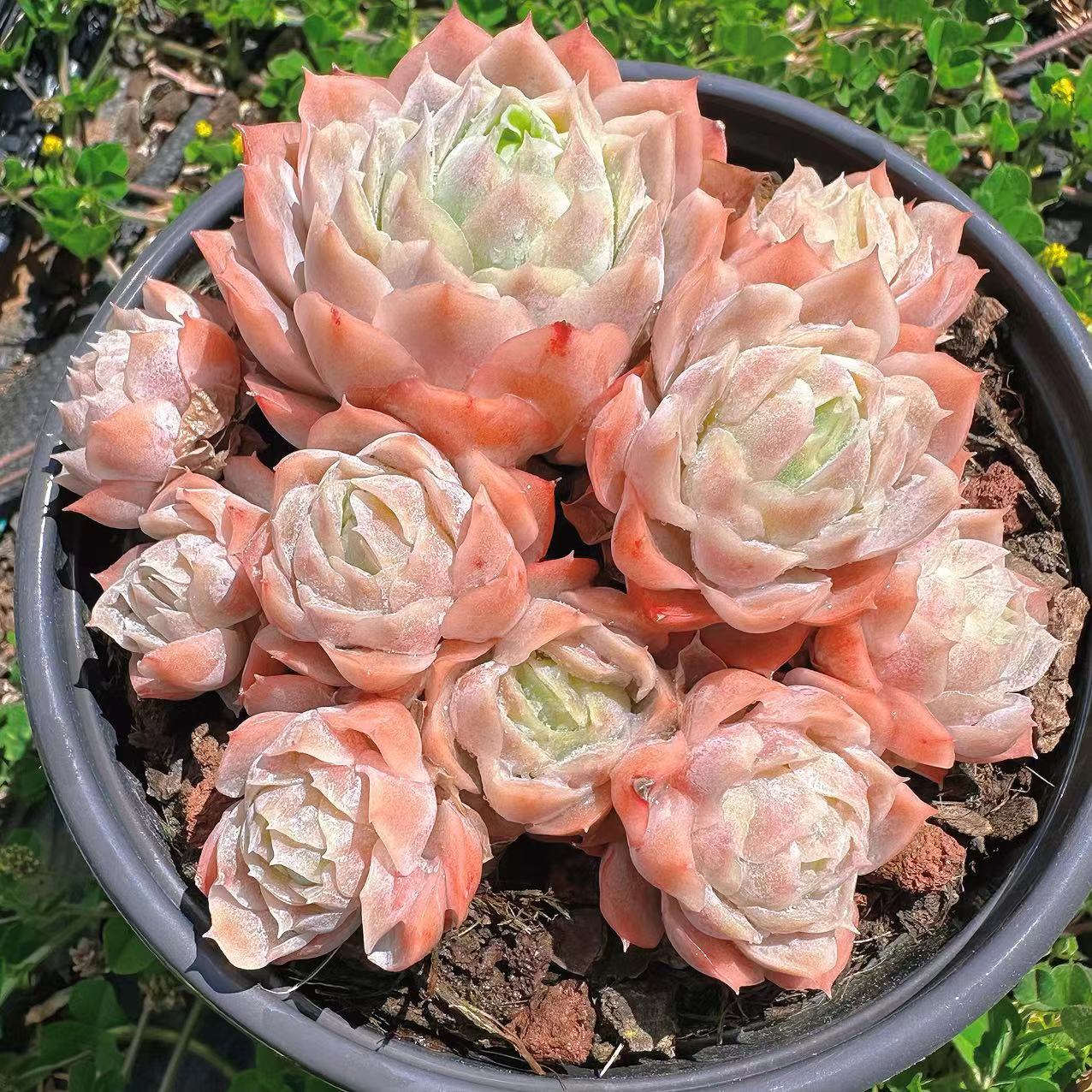 慢悠花房静月精品多肉办公室阳台绿植园艺盆栽花卉庭院多肉植物