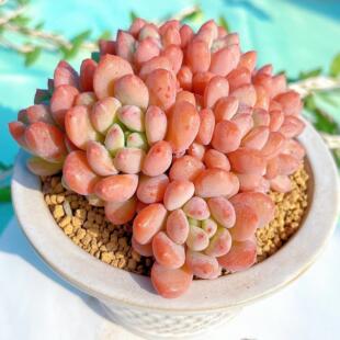 慢悠花房 赛尔达公主/殿下精品多肉阳台园艺盆栽花卉庭院多肉