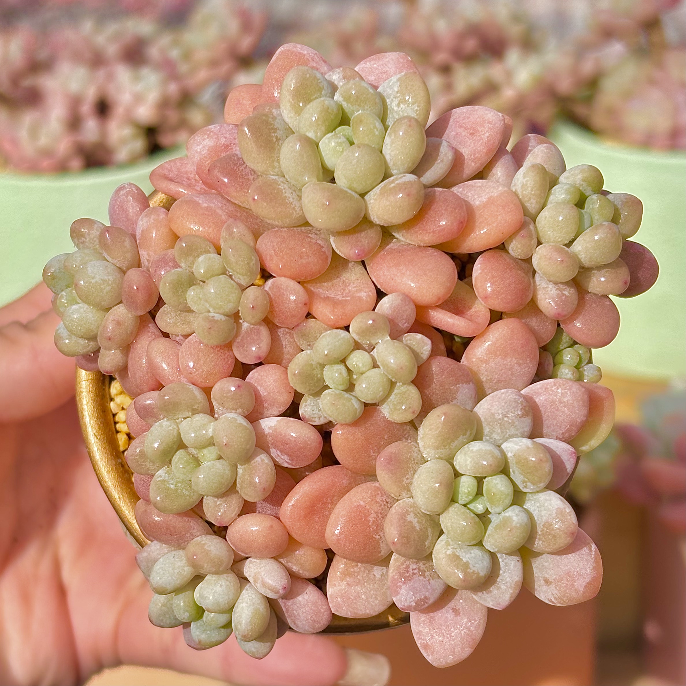 慢悠花房 橘子鱼子酱 精品多肉绿植园艺盆栽花卉庭院多肉植物 - 慢悠花房出品