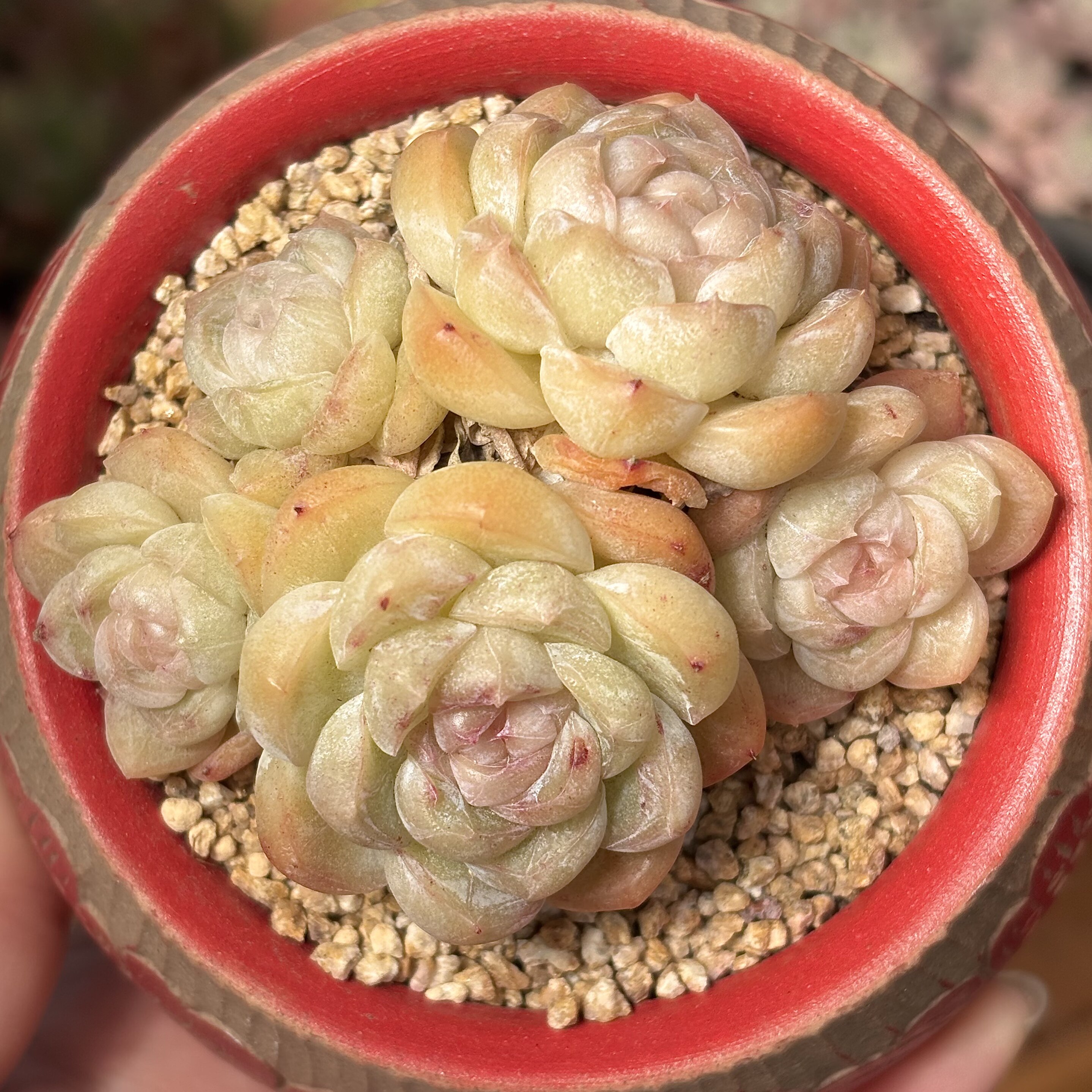 慢悠花房  桃桃玛奇朵  精品多肉办公室阳台绿植园艺盆栽花卉庭院 - 慢悠花房出品