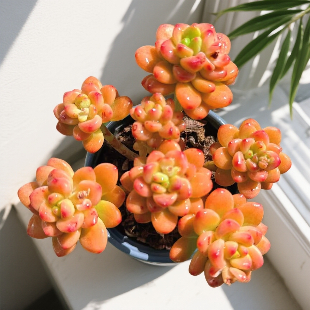 慢悠花房  香格里拉  精品多肉办公室阳台绿植园艺盆栽花卉庭院多,鲜花速递/花卉仿真/绿植园艺,多肉植物,淘宝优惠券,粉丝福利购,淘宝优惠卷