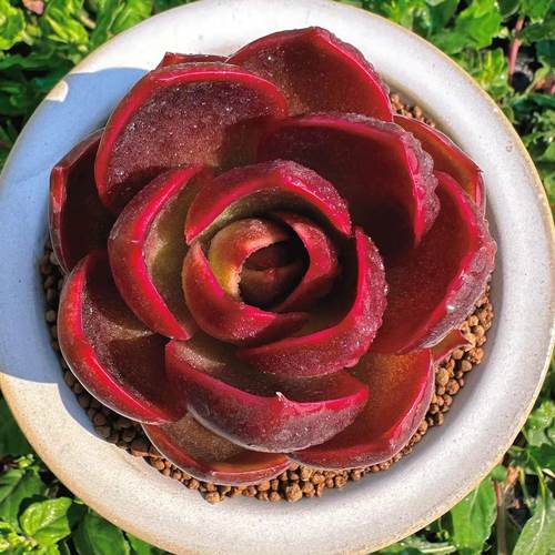 慢悠花房 红灯 办公室精品多肉阳台绿植园艺盆栽花卉庭院多肉植物