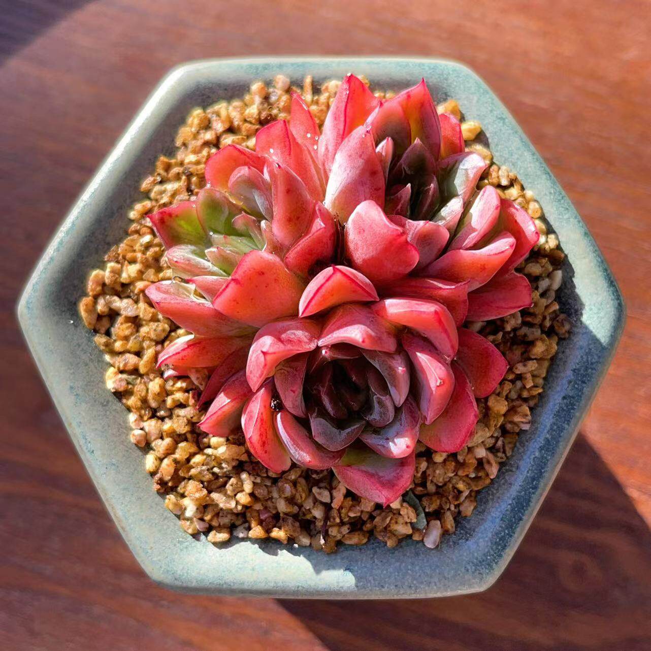 慢悠花房 蔓越莓 精品多肉办公室阳台绿植园艺盆栽花卉庭