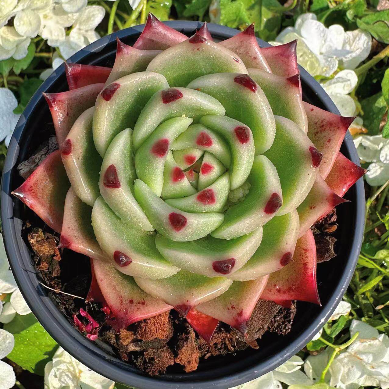 慢悠花房蓝龙精品多肉办公室阳台绿植园艺盆栽花卉庭院多肉