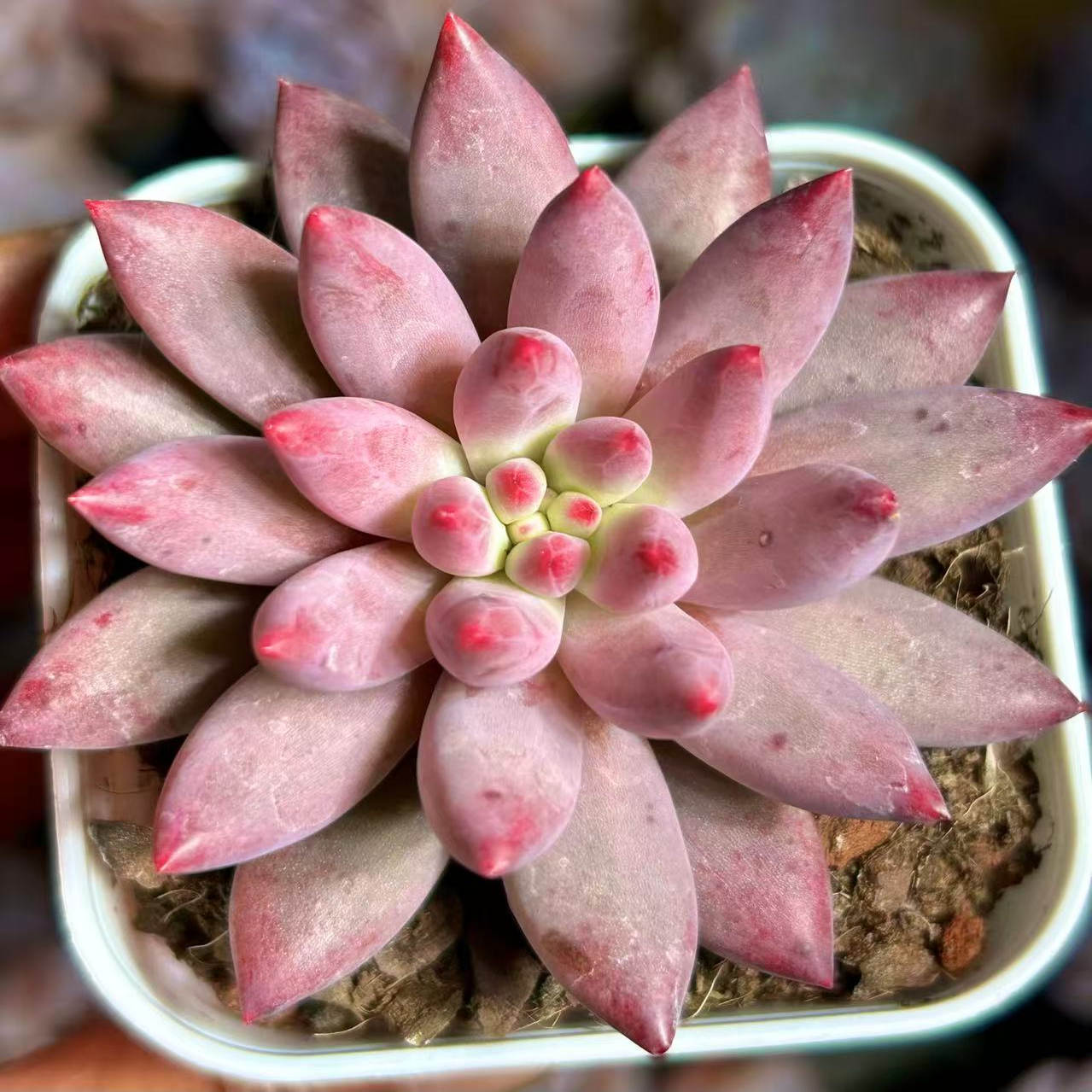 慢悠花房阳台容易观赏多肉