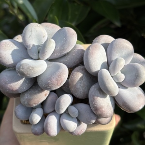 慢悠花房 原始奶酪 群精品多肉绿植园艺盆栽花卉庭院多肉