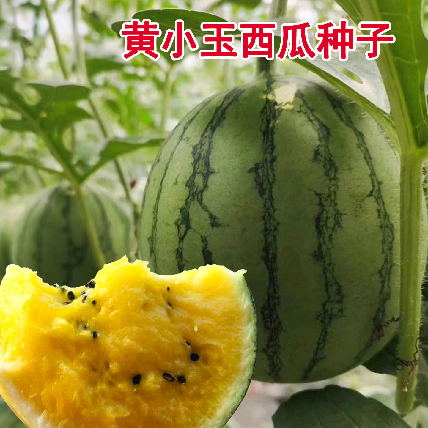 黄小玉黄心西瓜种子薄皮早熟超甜特小凤8424西瓜种籽高产水果四季