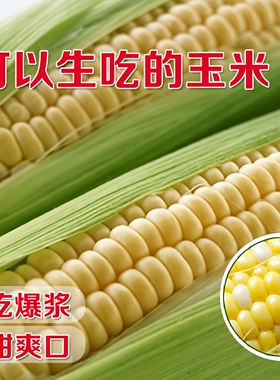 绿色超人水果玉米种子种籽超甜好吃鲜食生吃甜苞米种孑大面积种植